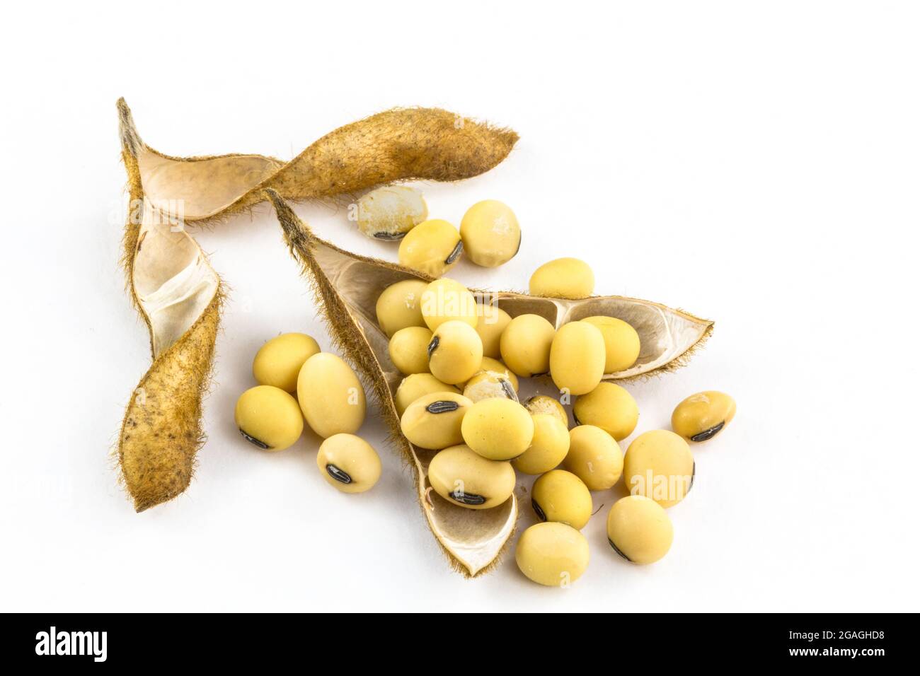 Soybeans with soya seeds stacked on a white background. Studio shot ...