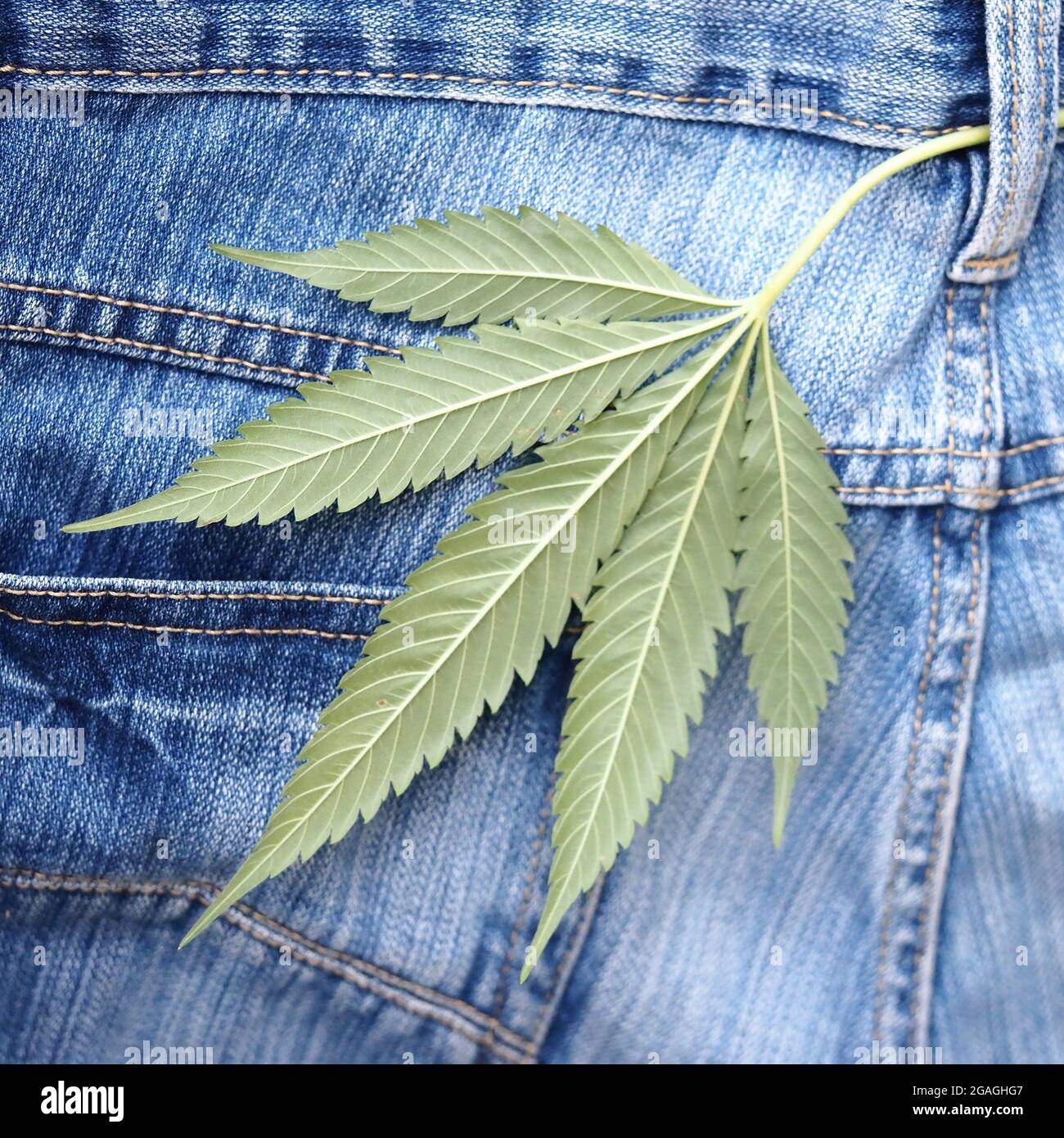 Industrial hemp leaf on jeans fabric Stock Photo - Alamy