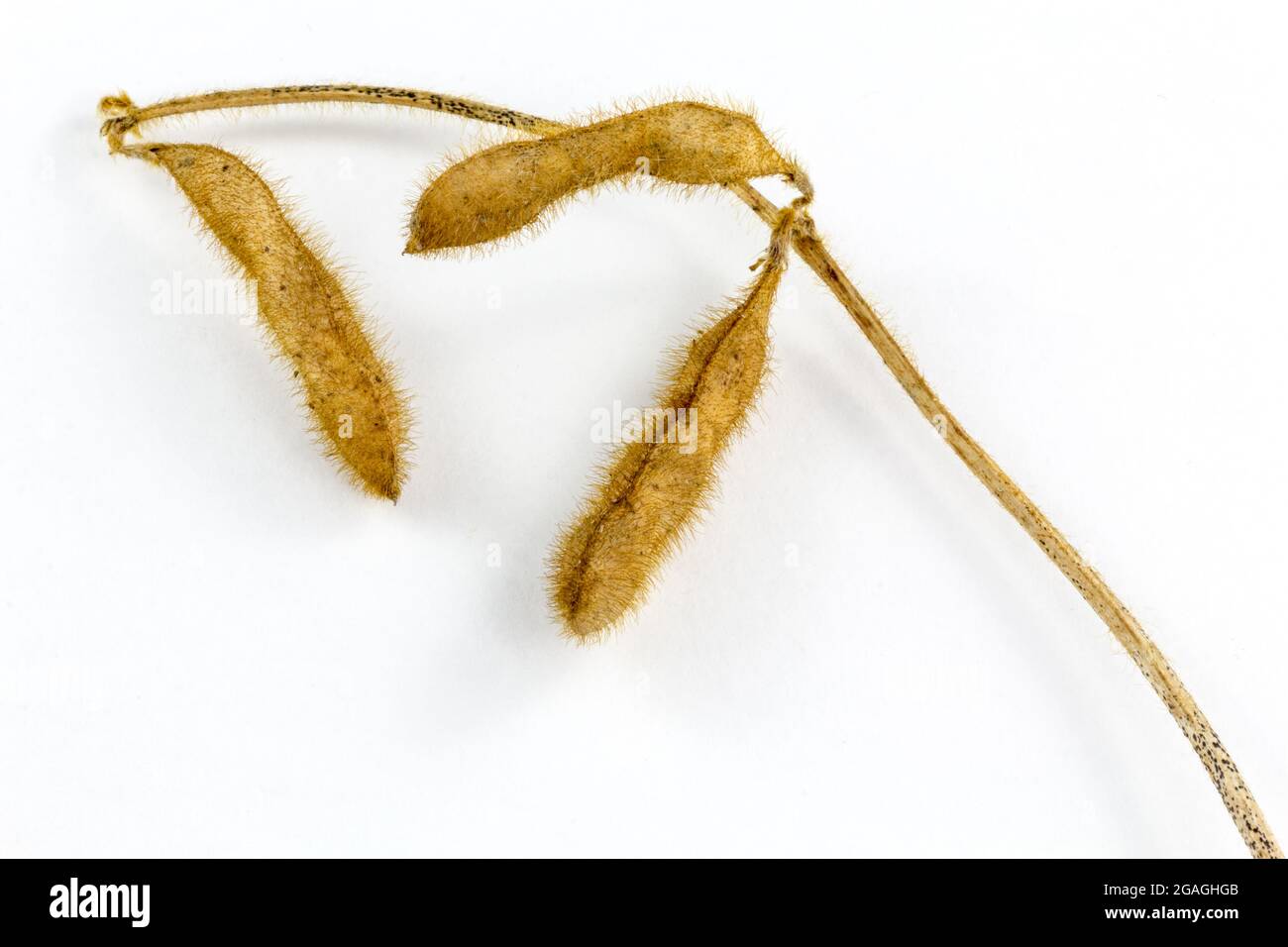 Soya plant stem with soybeans on a white background Stock Photo