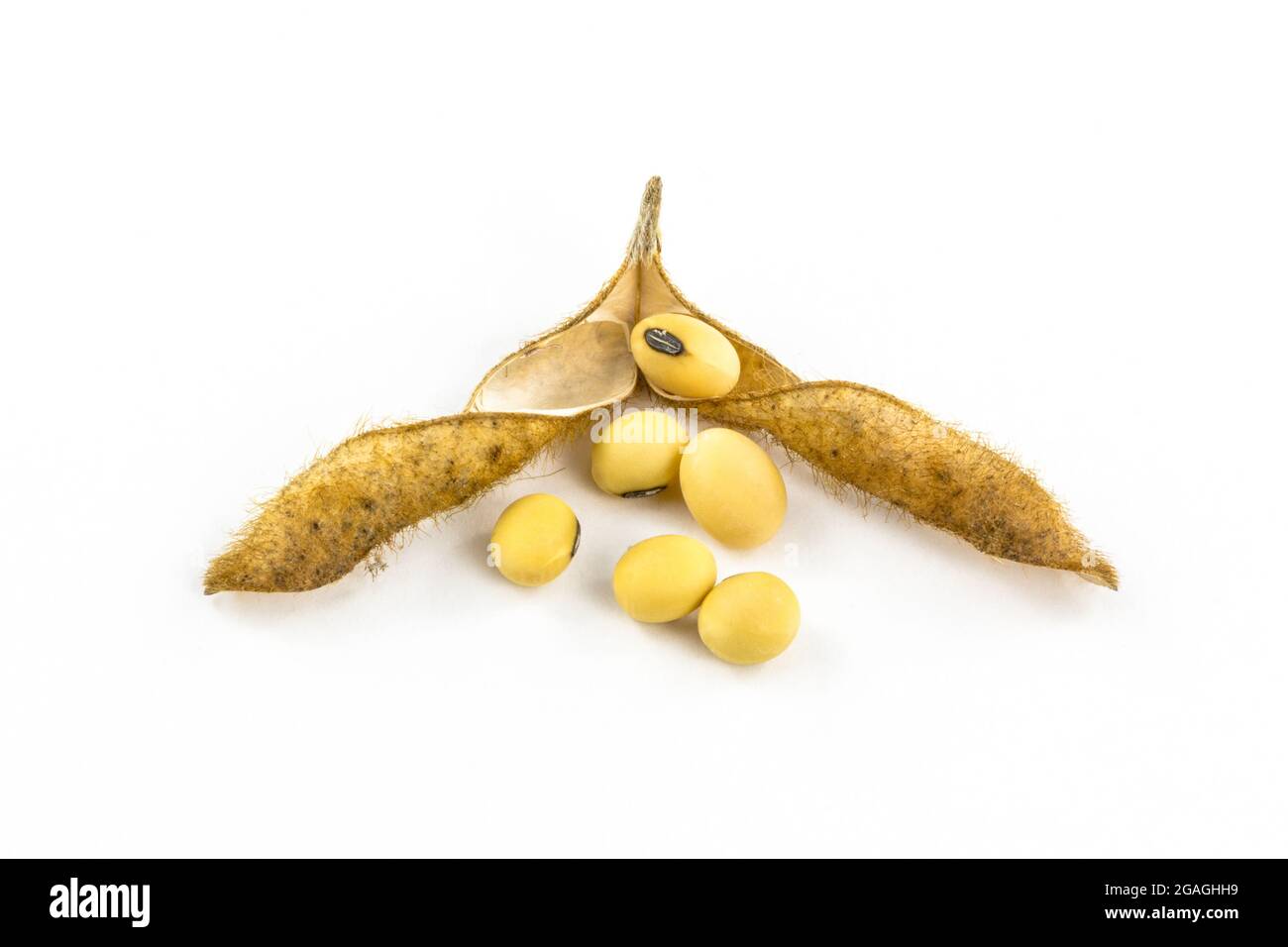 Opened dried soybean with seeds isolated on a white background. Studio shot Stock Photo