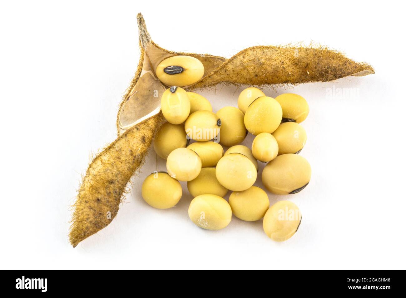 Soybean field Cut Out Stock Images & Pictures - Alamy