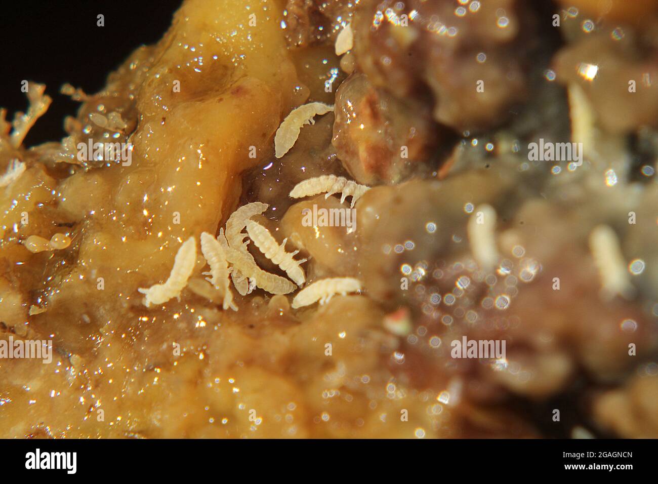 White Springtails (Collembola) Stock Photo