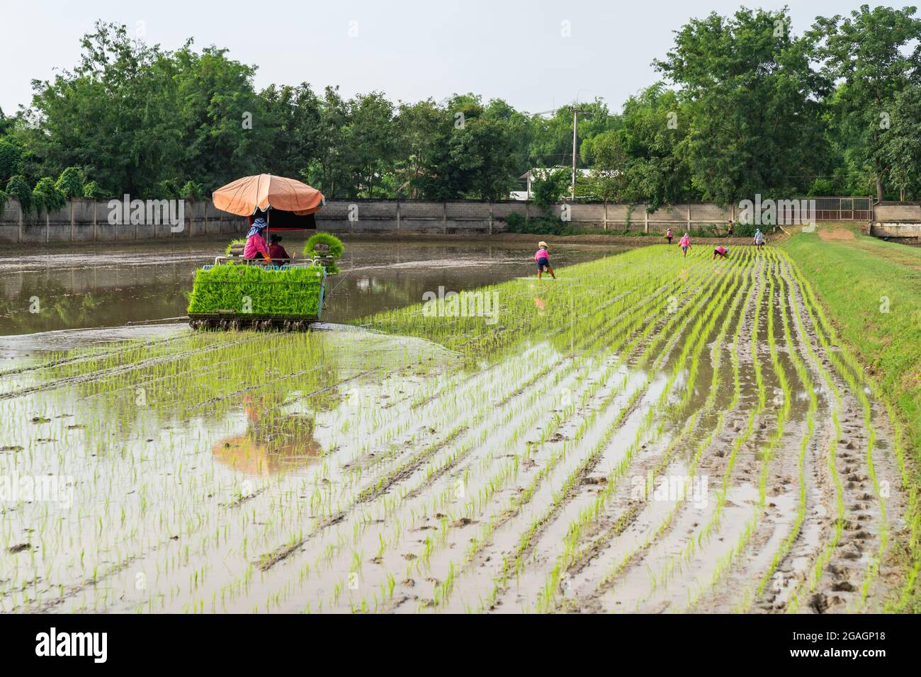 Professional local Asian farmer and agriculture vehicle machine transplant rice seediing in a paddy field in the open sky day. Stock Photo