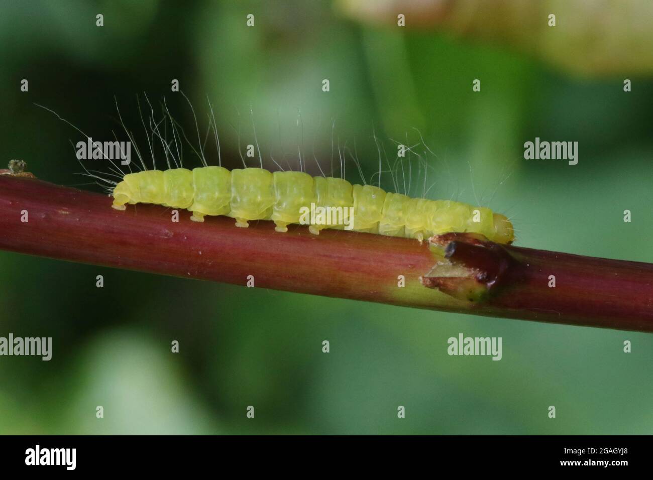 A larva (caterpillar) of the macro moth Oak Nycteoline (Nycteola revayana). Stock Photo