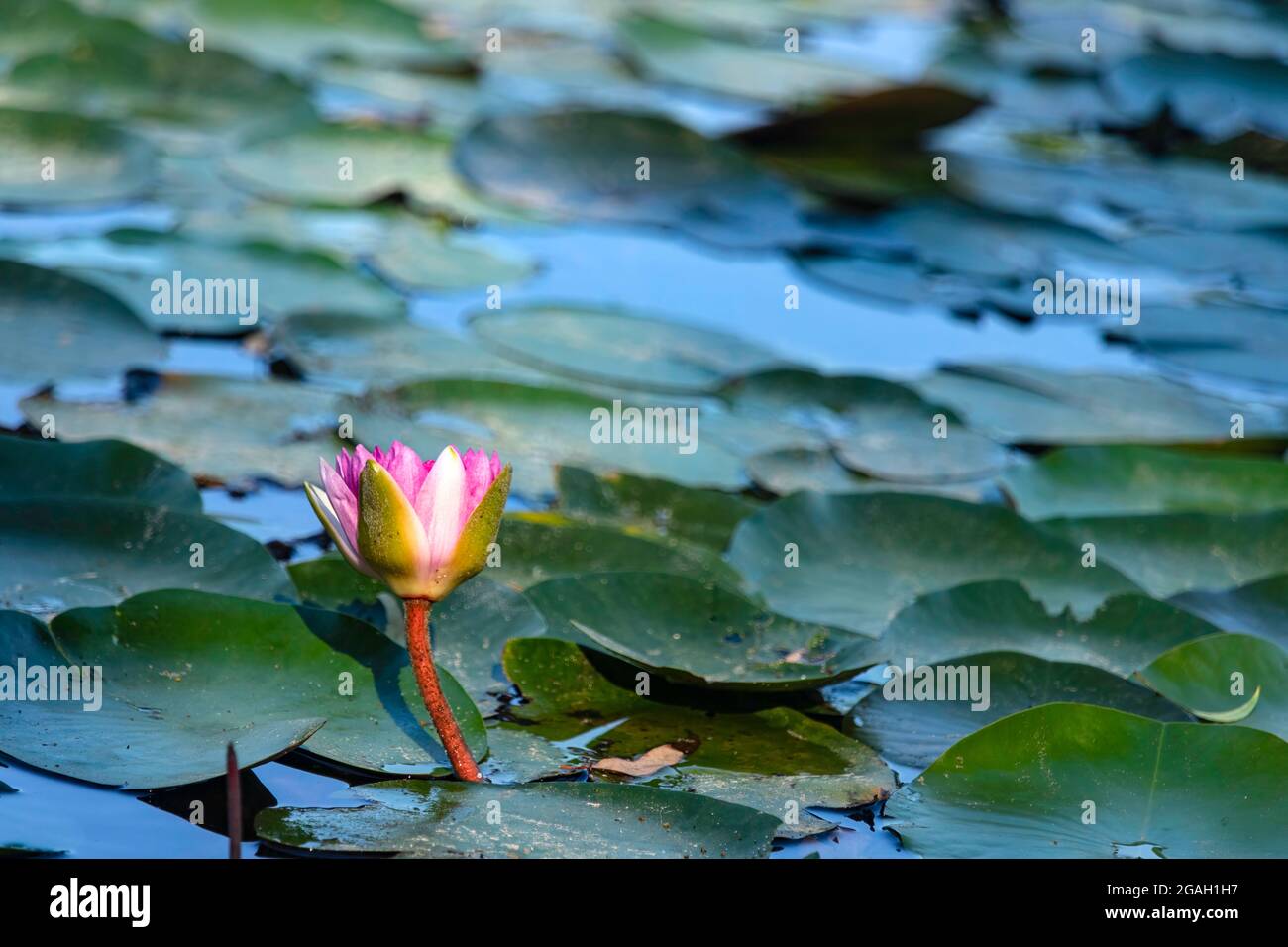 Closeup view of water lily flower against green leaves background Stock Photo