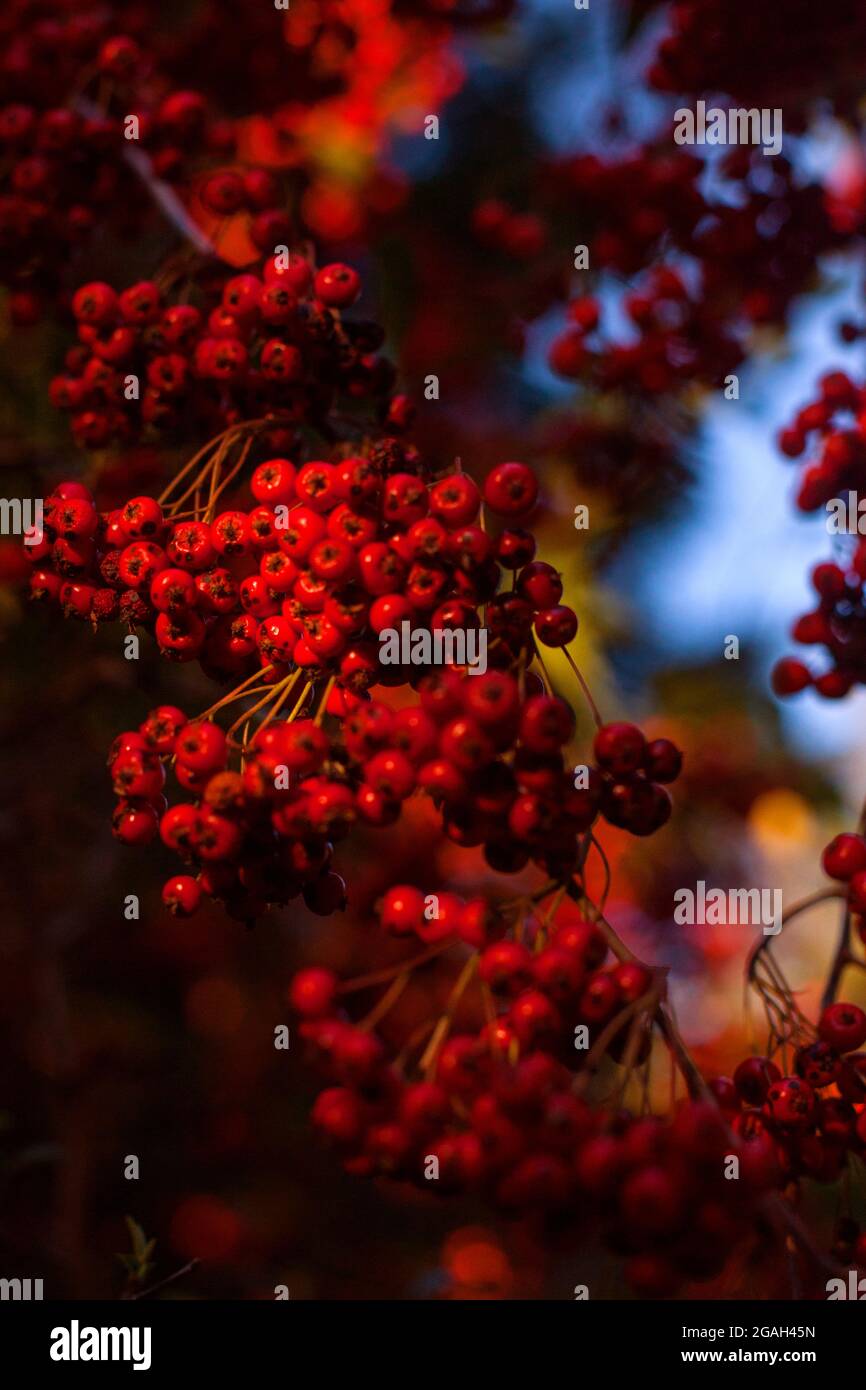 Close-up photo of a rowanberry tree branch, California, United States. Stock Photo