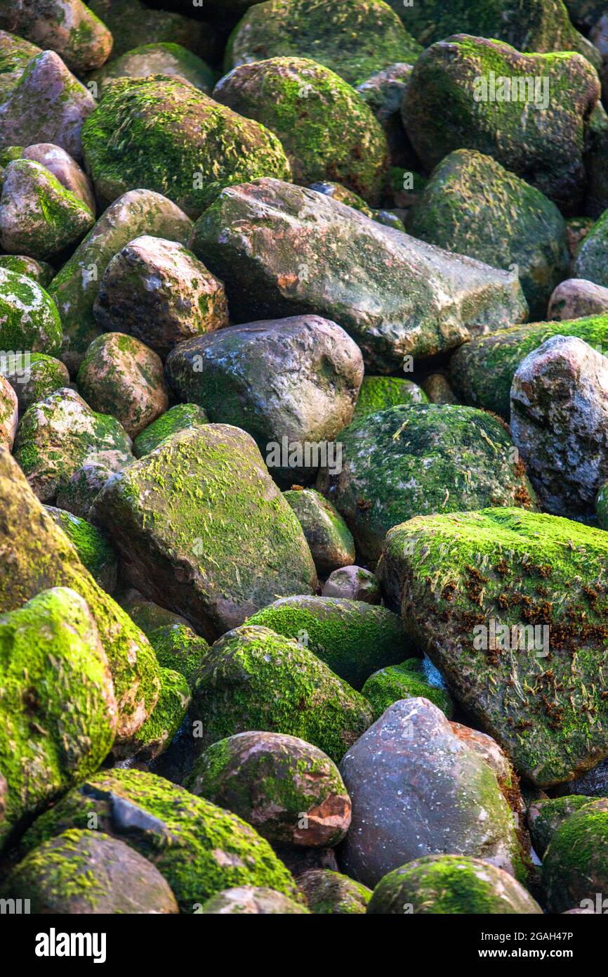 Rocks covered with green algae, California coastline, United States ...