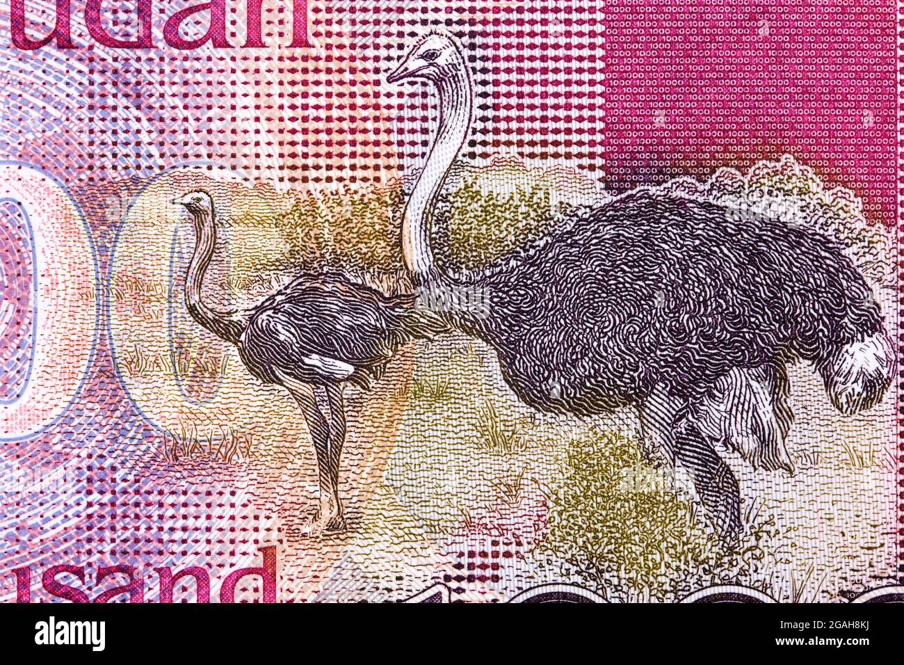 Ostriches from South Sudanese money - Pound Stock Photo
