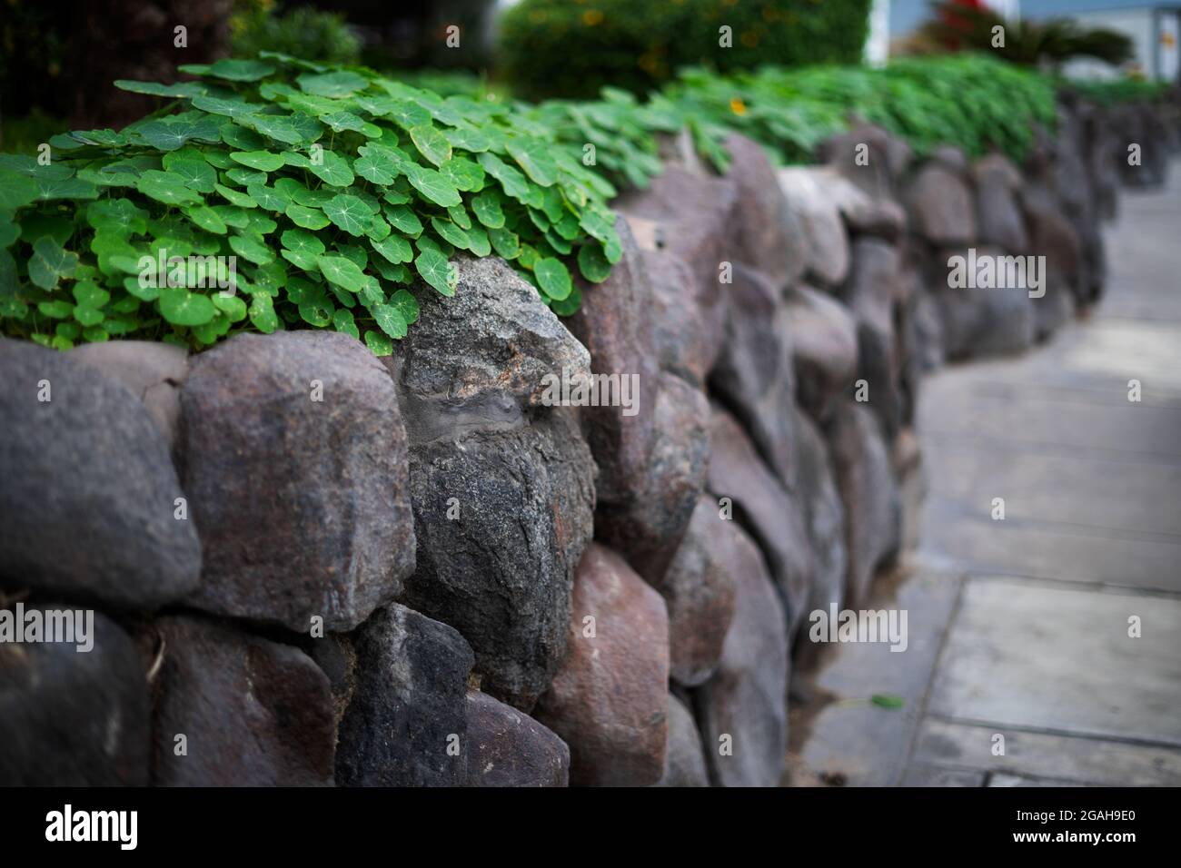 Hojas sobre la rocas, ombligo de venus Stock Photo