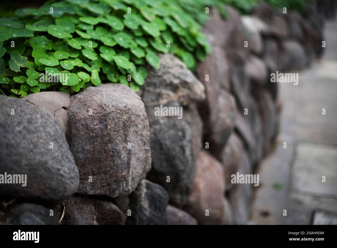 Hojas sobre la rocas, ombligo de venus Stock Photo