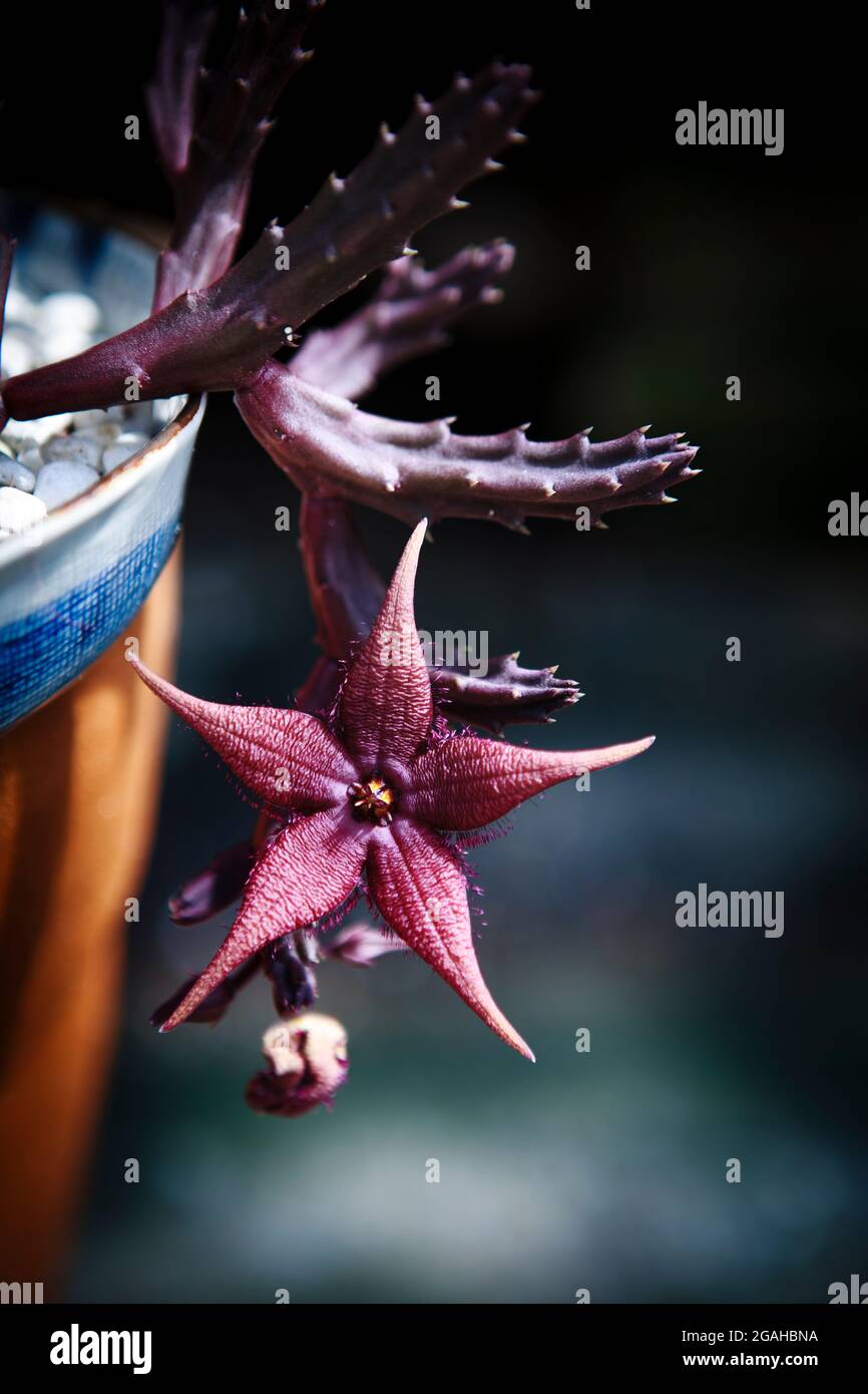 close up of red huernia flower blooming in planting pot Stock Photo
