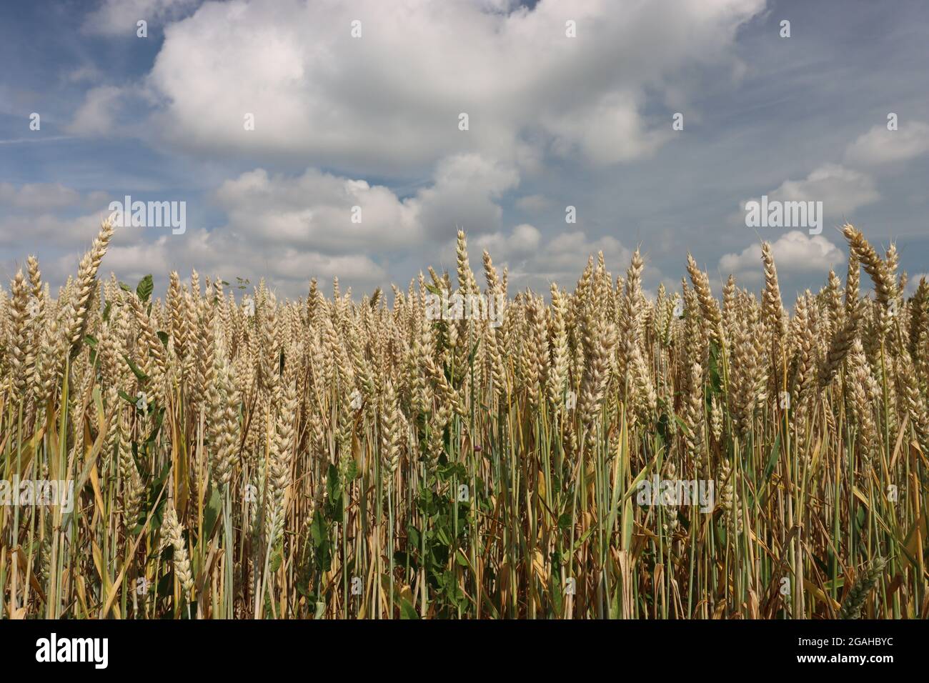 reifer Weizen unter wolkig blauem Himmel Stock Photo