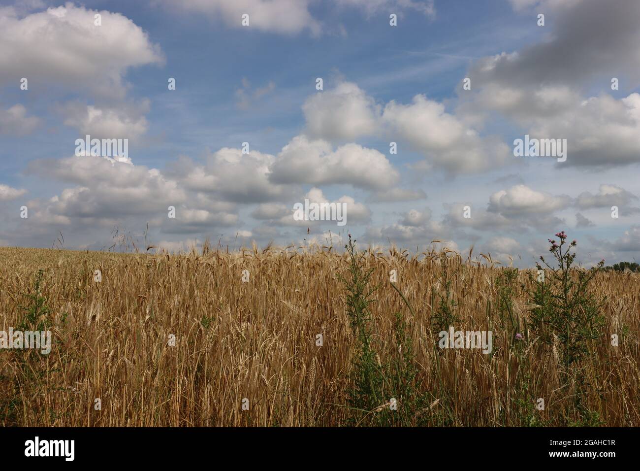 ears weigh themselves in the wind Stock Photo