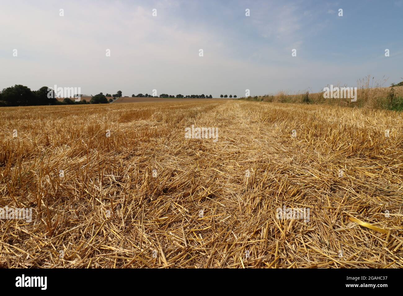 harvested cornfield lies below blue horizon Stock Photo