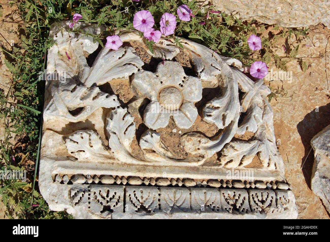 Part of a large carved stone lying on the ground in the Ancient Roman city of Leptis Magna in Northern Libya.  The carving has acanthus leaves trailin Stock Photo