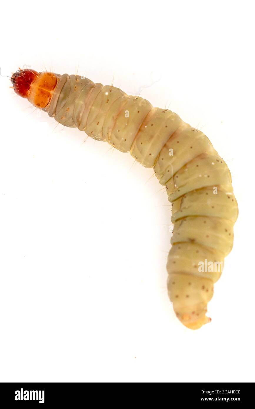 Greater Wax Moth Larva (Galleria mellonella Stock Photo Alamy