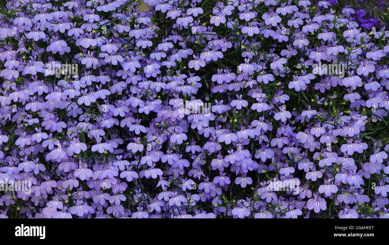 Background from blue lobelia flowers with green leaves Stock Photo