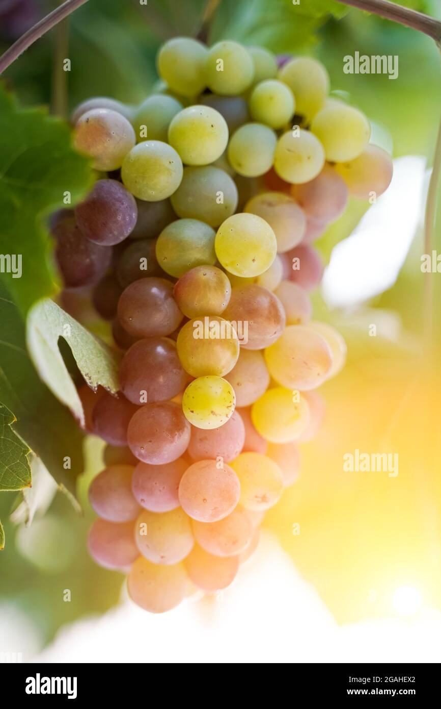 A bunch of grapes for wine growing on a grape farm in the summer under the sunshine. Agriculture and winemaking concept. High quality photo Stock Photo