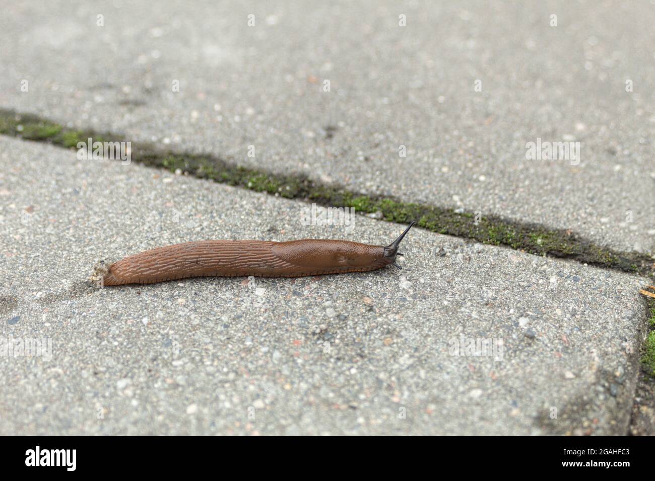 A slug, or a snail without a shell, crawls along the path. A snail without a house on the sidewalk. Close-up shot. Background with copy space Stock Photo
