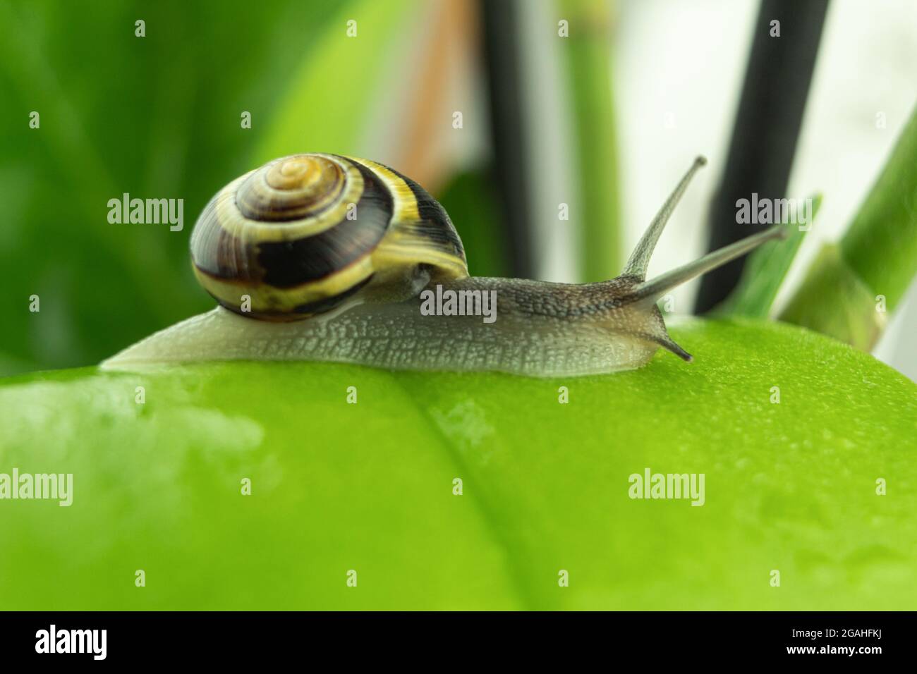 Crawling snail on a green leaf, close-up. Studio photography of a snail ...