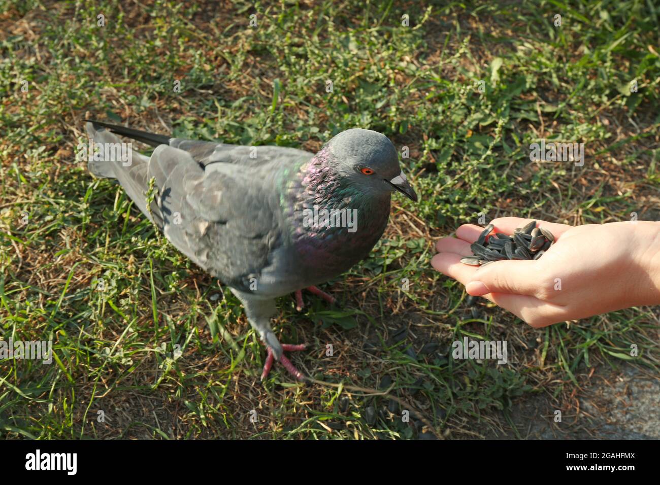 Human hand feeding bird Stock Photo Alamy