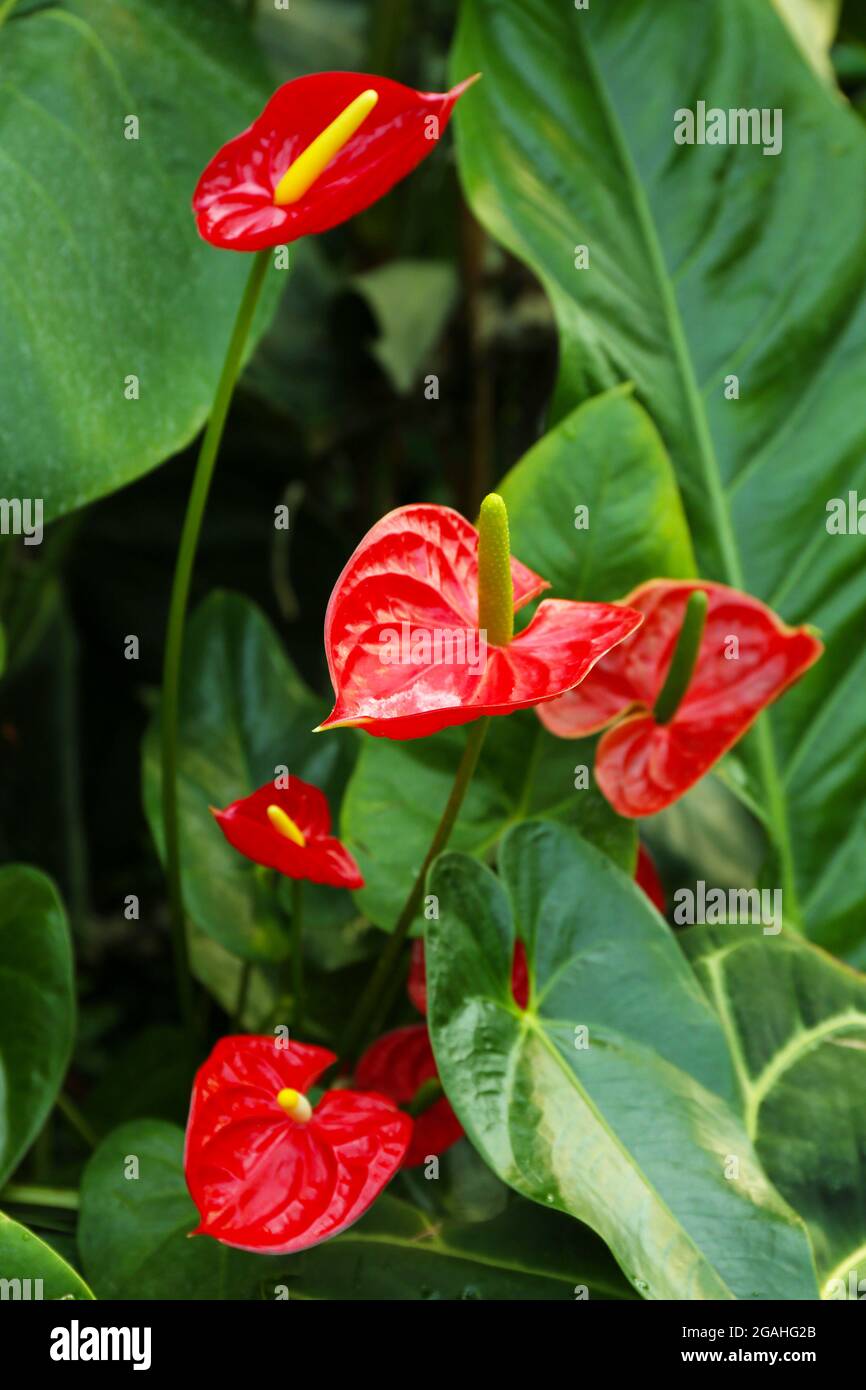 Anthurium flowers on green background Stock Photo - Alamy