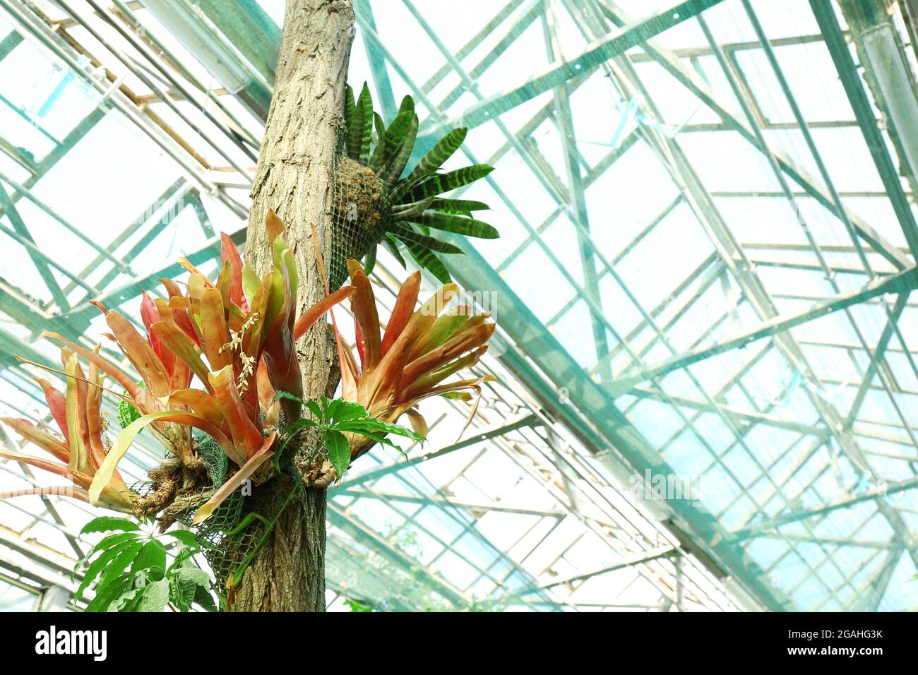 Tropical Plants in greenhouse at botanical garden Stock Photo Alamy