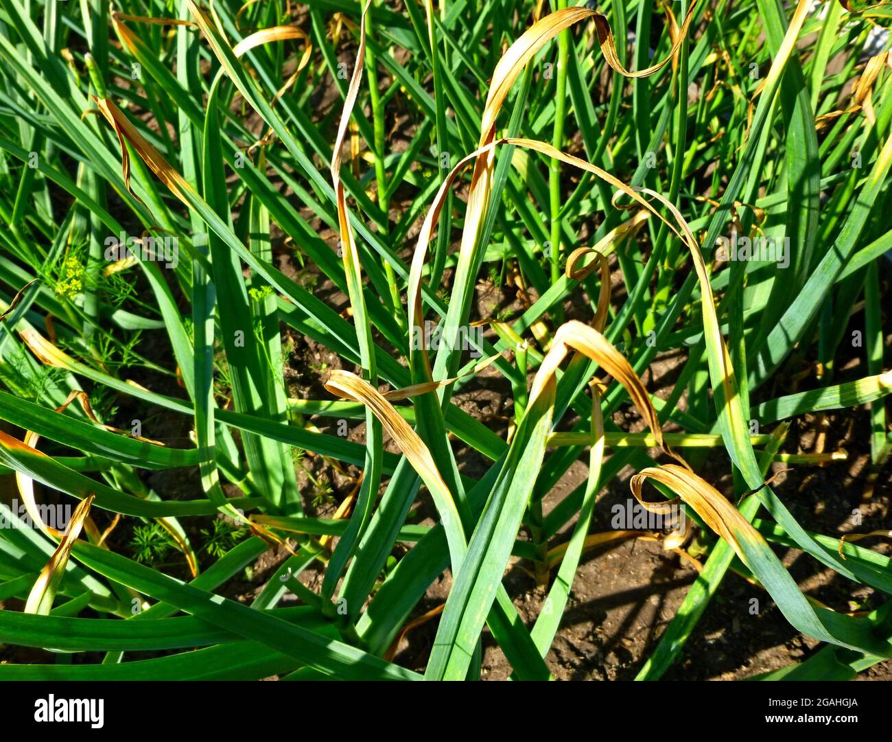 Plants with yellowing leaves hires stock photography and images Alamy