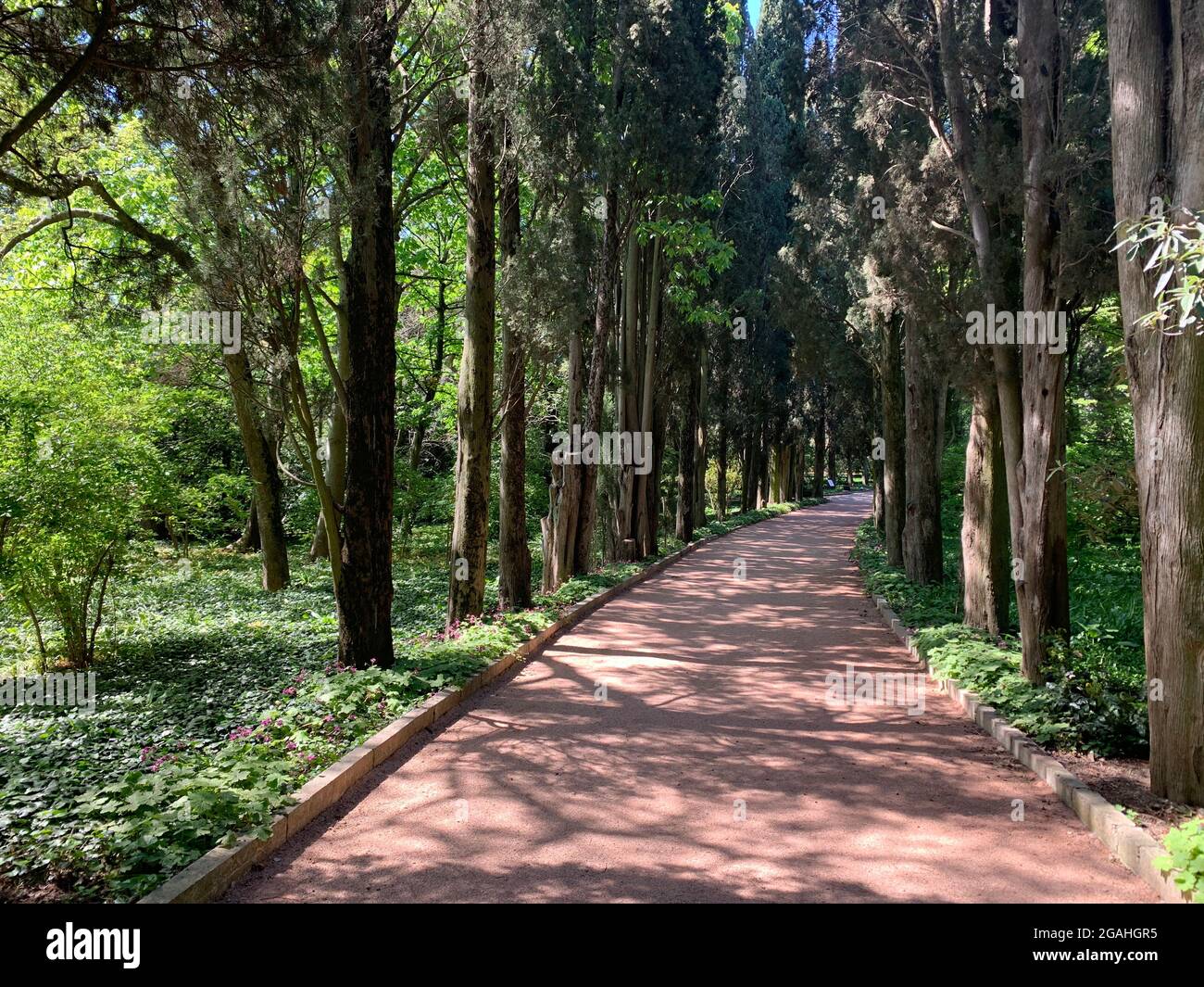 Green alley with trees in the park Stock Photo - Alamy