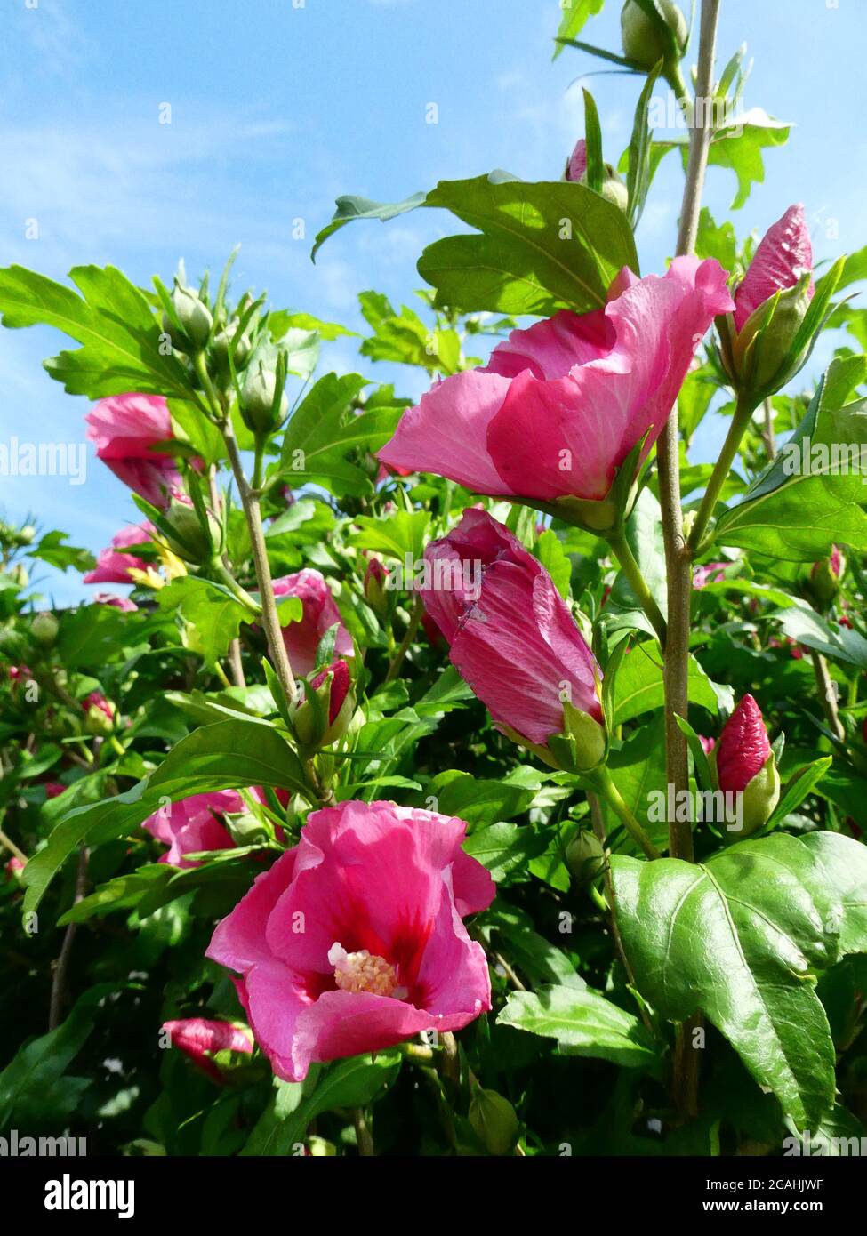 Hibiscus syriacus pink giant. Hibiscus syriacus is a species of