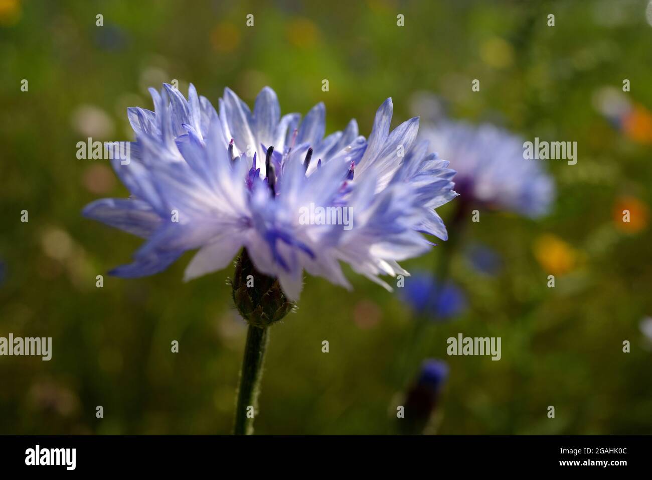 Light blue cornflower in a flower meadow. Bluewhite flowers Stock