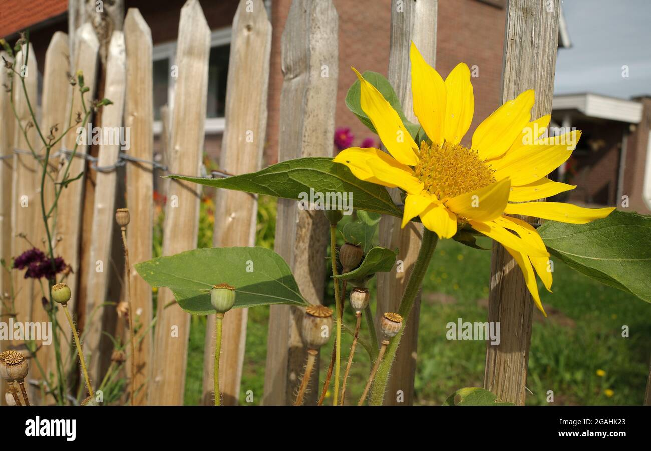 A small yellow sunflower standing in front of a rustic picket fence. Stock Photo