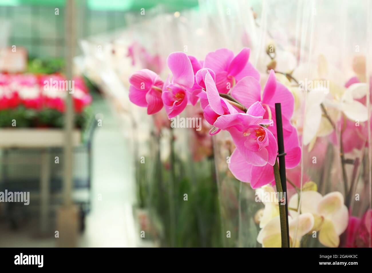 Orchid Flowers for sale at flower market. Indoor Stock Photo Alamy