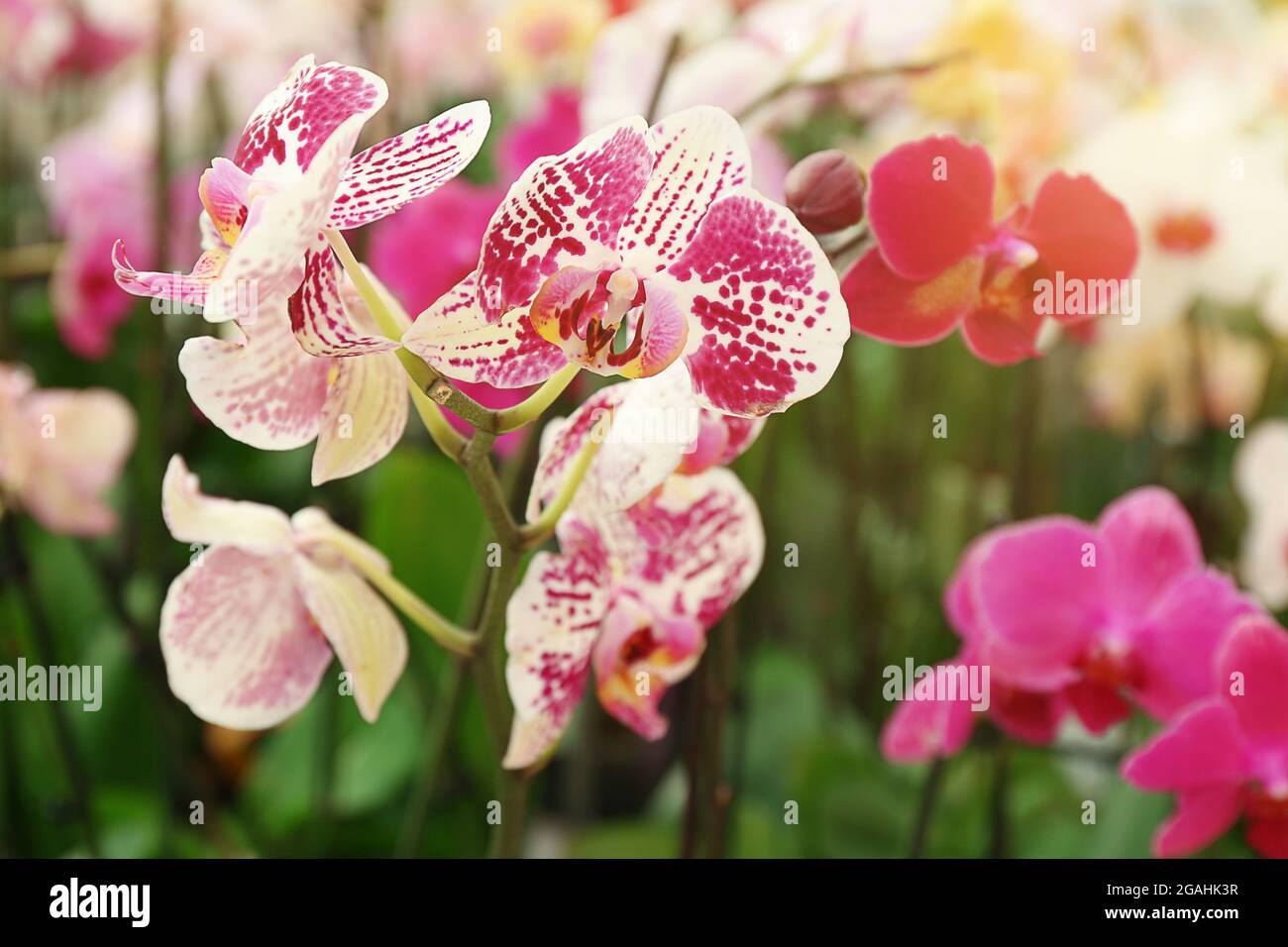 Orchid Flowers for sale at flower market. Indoor Stock Photo Alamy