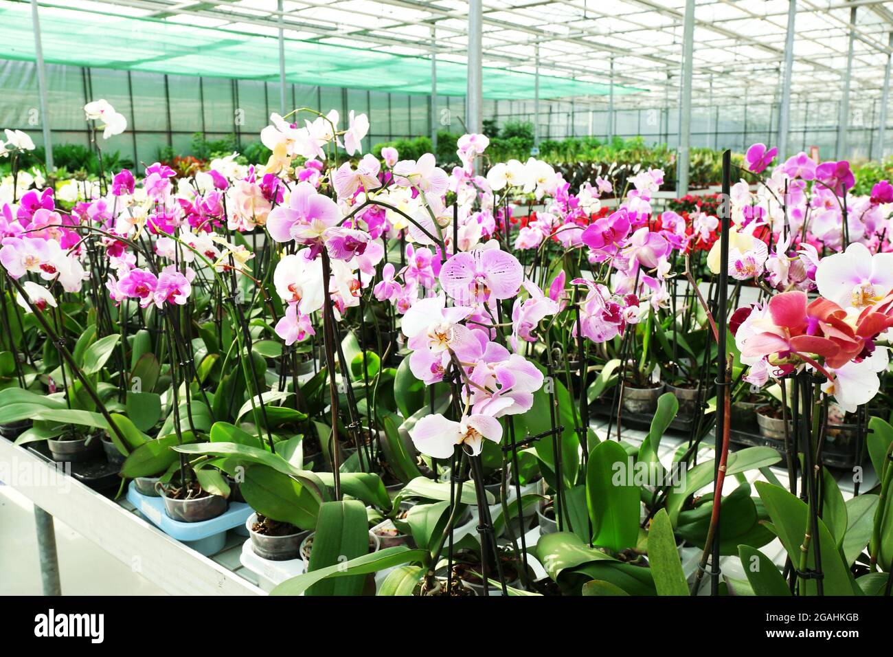 Orchid flowers for sale at flower market. Indoor Stock Photo Alamy