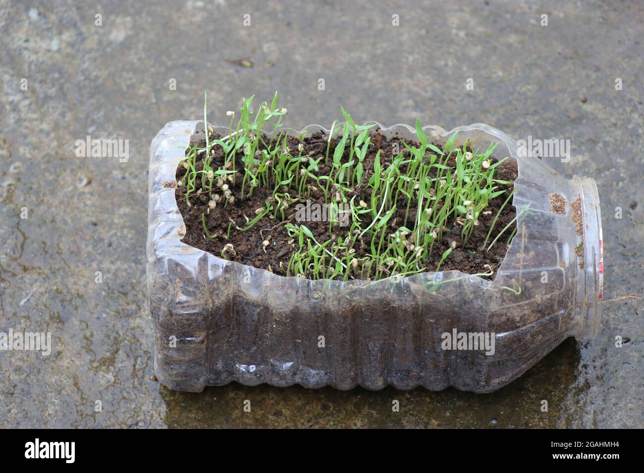 small plants being grown on waste bottle. Recycled plastic bottle