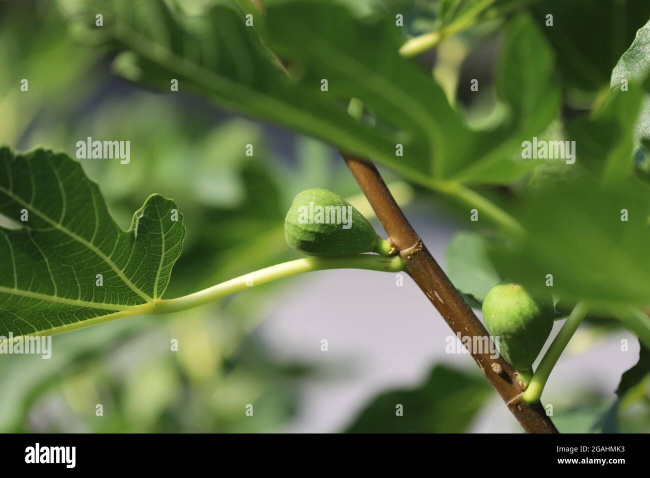Green fig tree branch close up Stock Photo