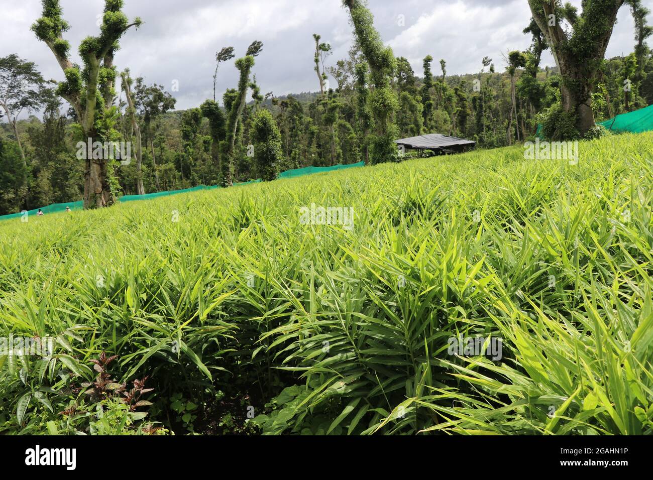 Ginger (zingiber officinale) growing in a field with fresh green leaves