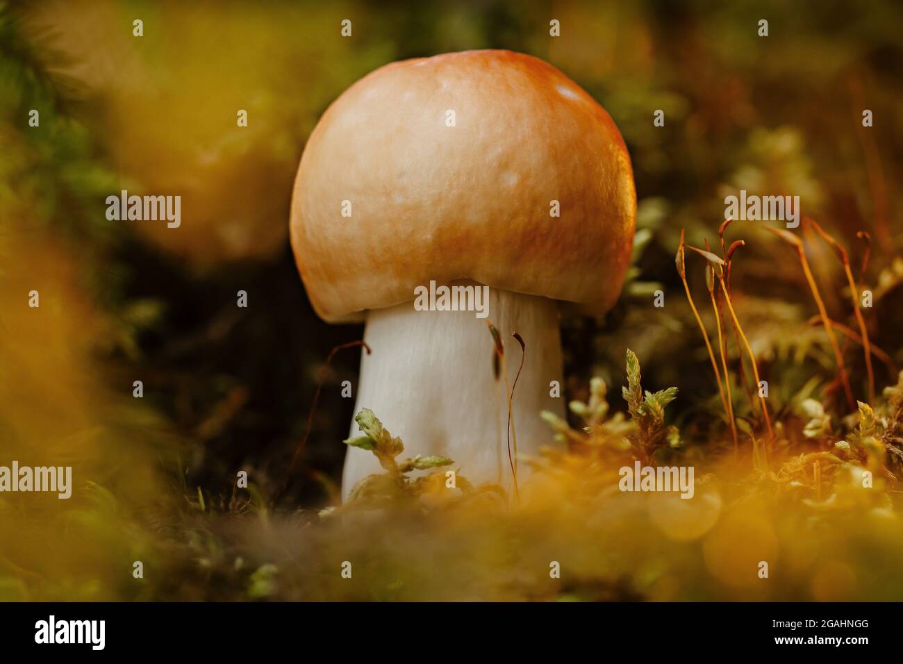 Macro shots of a mushroom in green moss Stock Photo