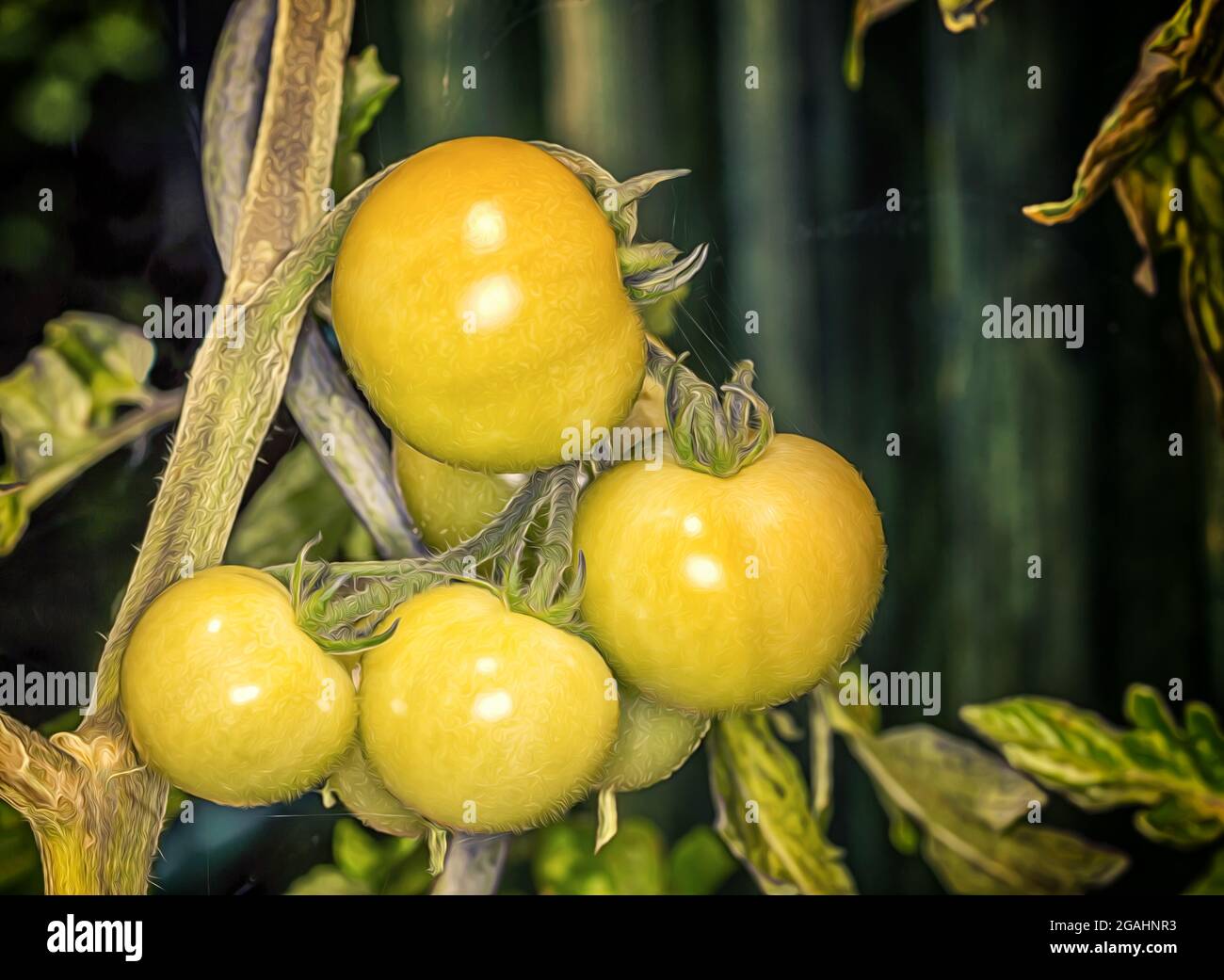 Unripe harvest hi-res stock photography and images - Alamy