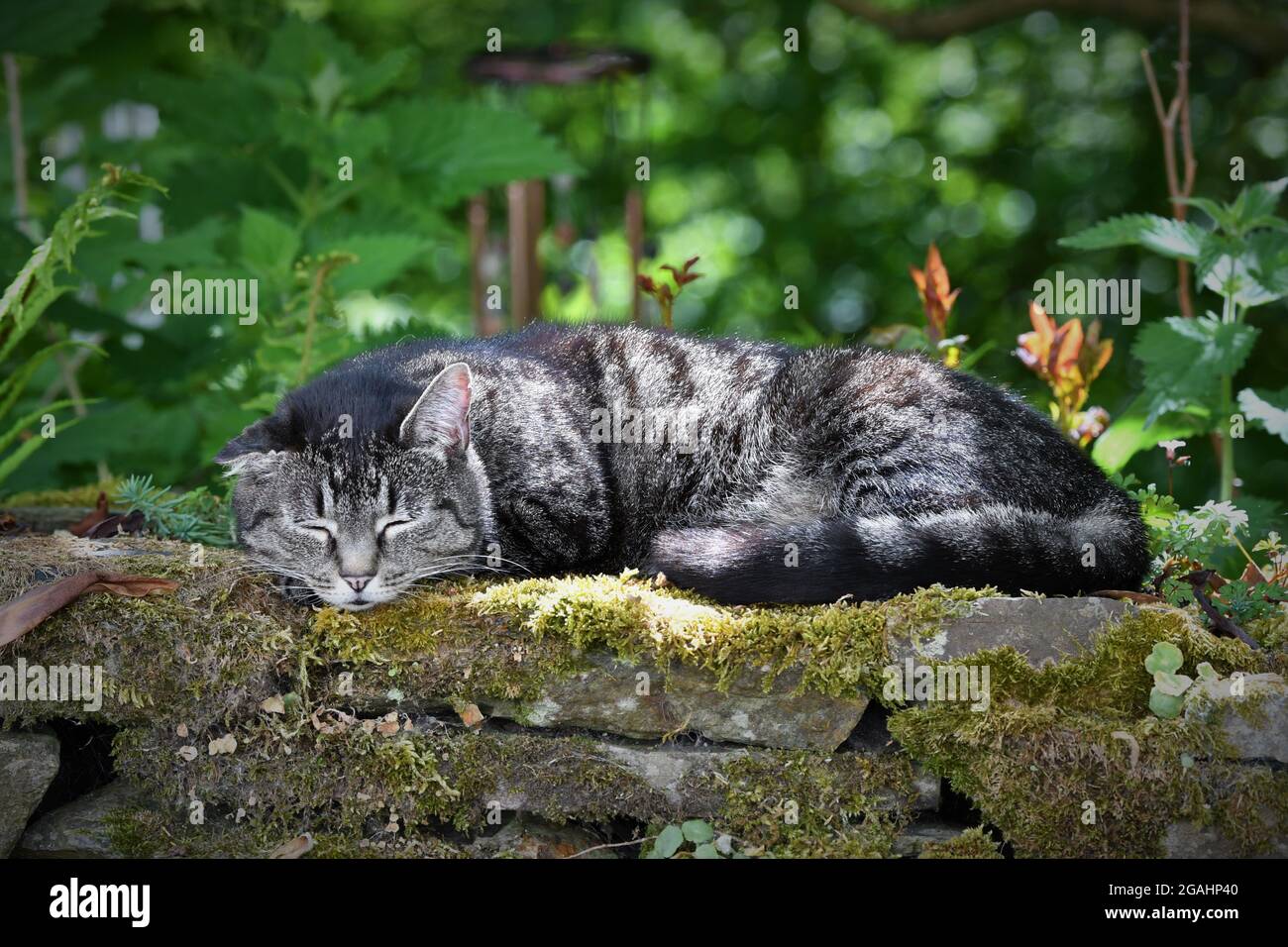 Tabby Cat on Stone Wall Stock Photo