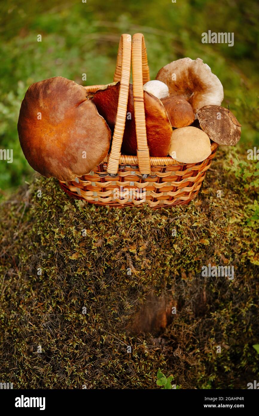 Basket of mushrooms on a stump with moss Stock Photo
