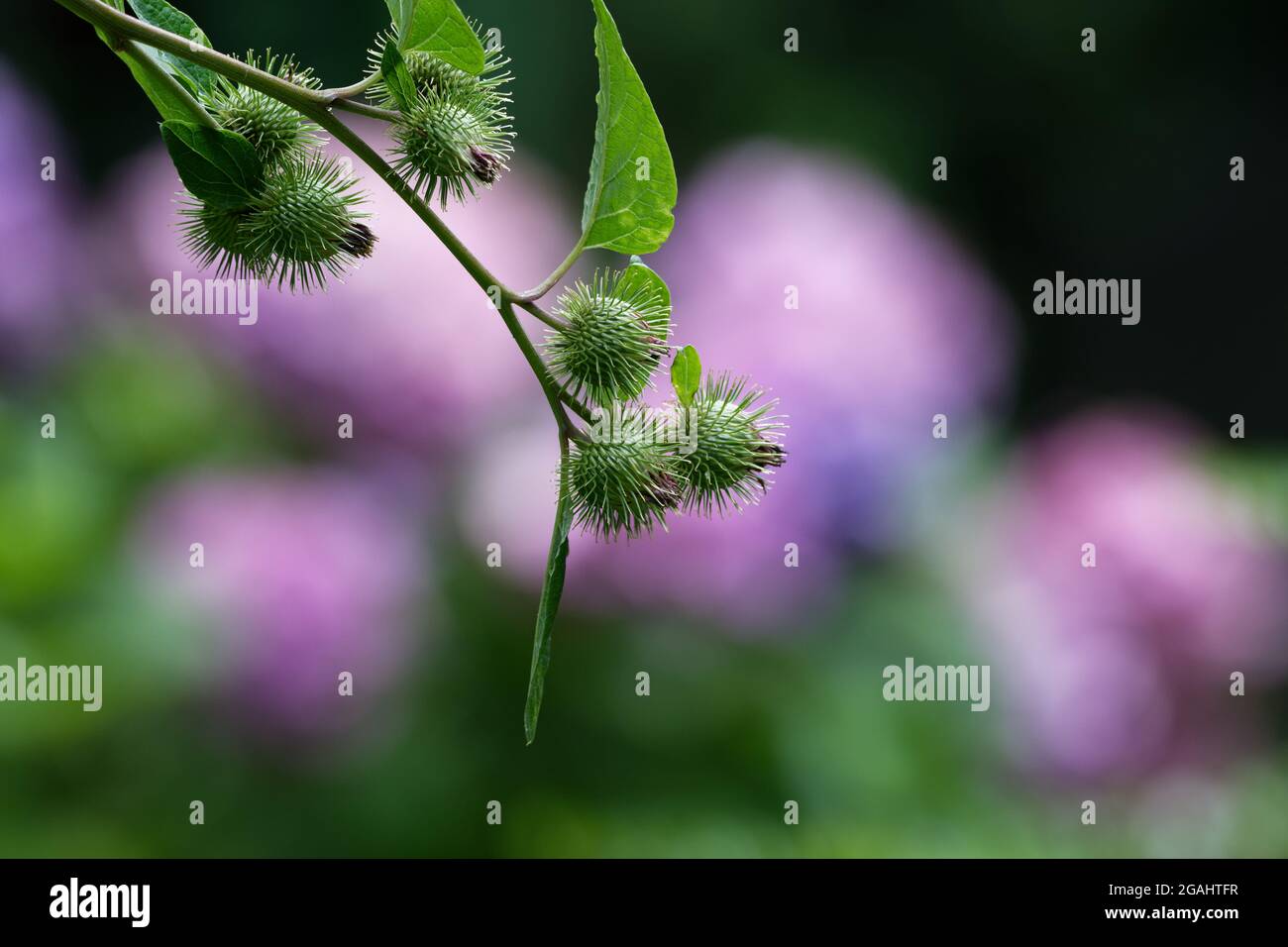 Articum lappa, Inflorescence of Greater burdock against blurred green and pink background Stock Photo