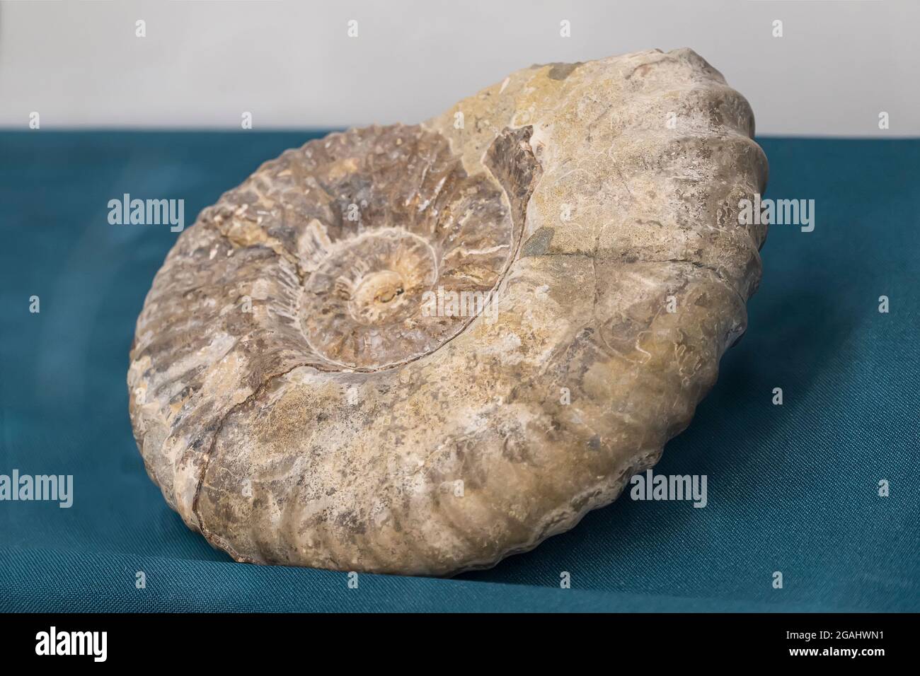 Ancient prehistoric fossils. An archaeological find. the first living beings on the planet earth. the first ancient primitive animals. cephalopods Stock Photo