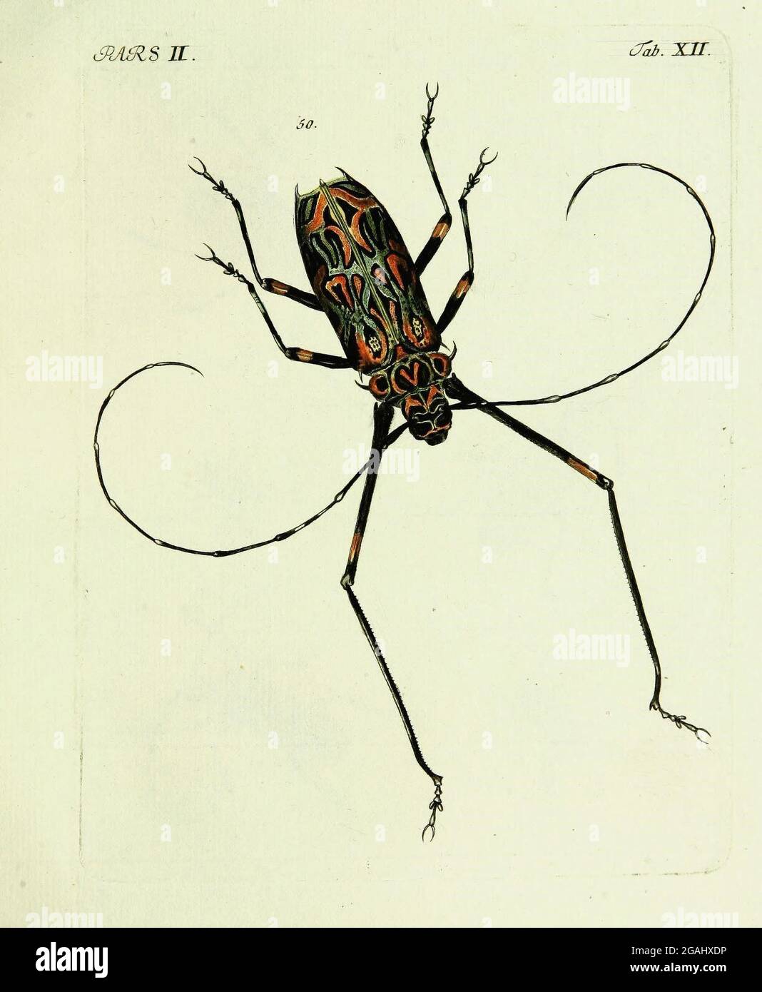 Coleoptera linn hi-res stock photography and images - Alamy