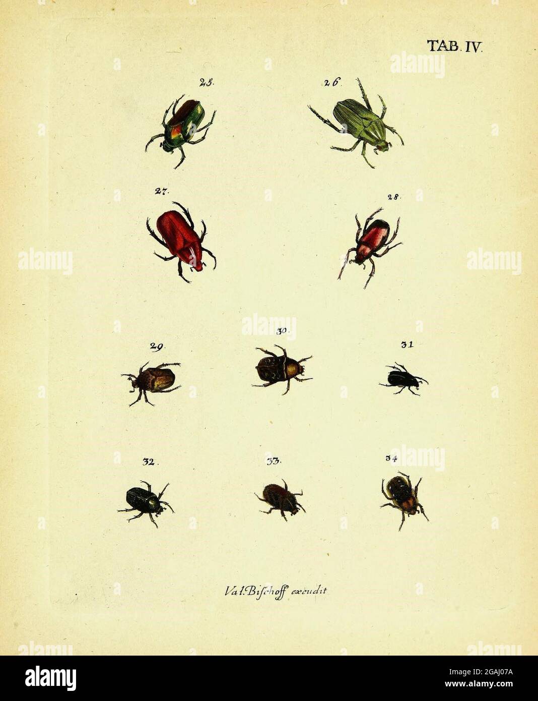 White color descriptions wild animal hi-res stock photography and ...