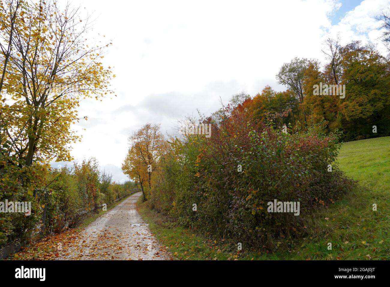 Autumn landscape with country road. The road is surrounded with trees and bushes with colorful foliage. Overcast sky with copy space is on background. Stock Photo