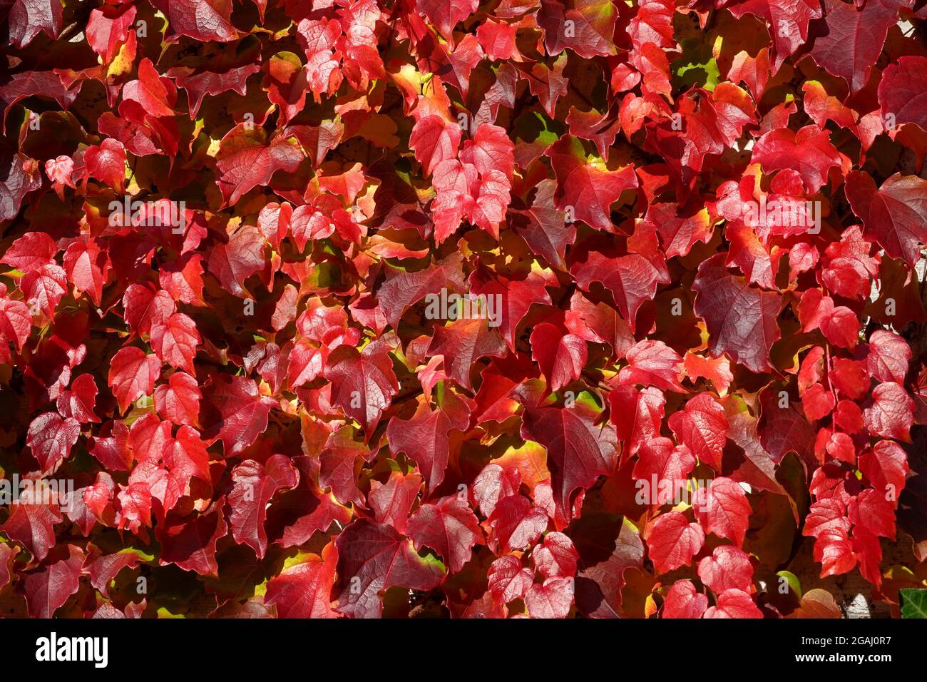 Boston ivy in autumn in various shades of red color. The creeping plant as a seasonal background. In Latin it is called Parthenocissus tricuspidata. Stock Photo