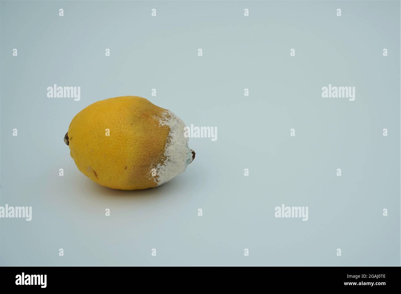 Lemon isolated on white background. It is decayed and covered with white mould. Stock Photo