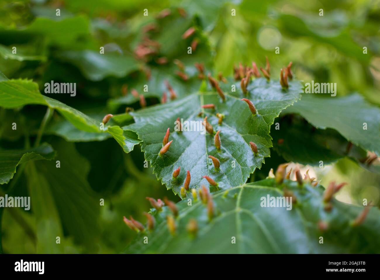 Lime leaves affected Linden gall mite Eriophyes tiliae. High quality photo Stock Photo